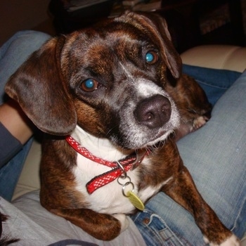 Close Up - Daisy the Dog wearing a red collar and a yellow tag sitting in the lap of a person