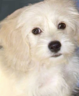Close Up - The face of a white Bologco dog