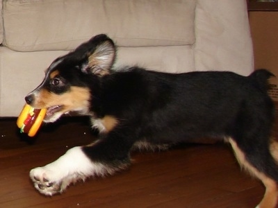 The left side of a black with white and tan Border-Aussie Puppy that is running across a hardwood floor with a hotdog toy in its mouth