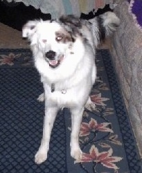 A white with grey Border-Aussie is standing on a floral print rug, next to a couch, its mouth is open and it is looking forward.