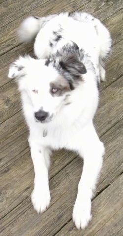 45+ Border Collie Aussie Mix White