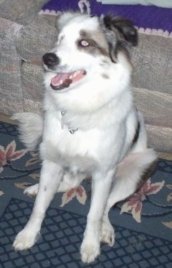 The front left side of a white with grey Border-Aussie that is sitting on a floral print rug, it is leaning against a couch, it is looking to the left and its mouth is slightly open.