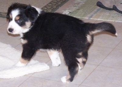 The back left side of a black with white and tan Border-Aussie puppy that is standing across a tiled floor and it is looking forward.