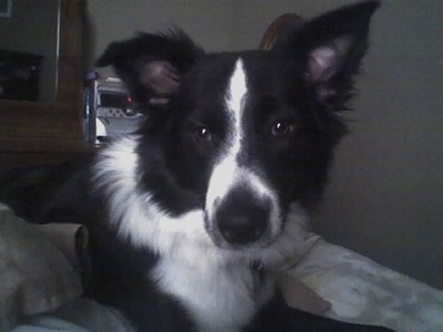 Close Up - The front right side of a black with white Border-Aussie that is laying on a bed and it is looking forward.