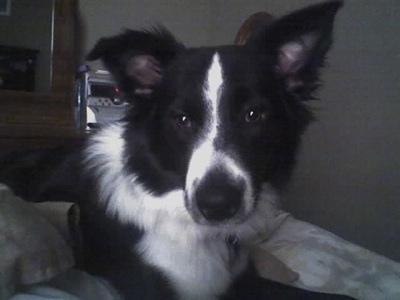 black and white australian shepherd border collie mix