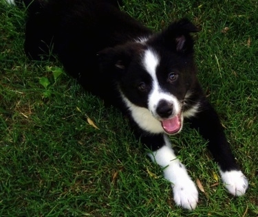 Topdown view of a black and white Border-Aussie puppy that is laying on grass with its mouth open and it is looking up.