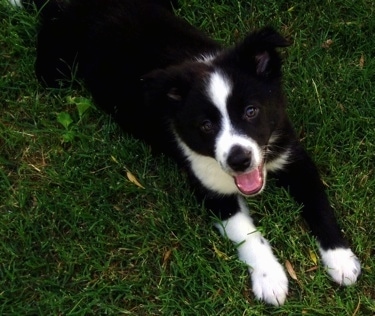 black and white australian shepherd border collie mix