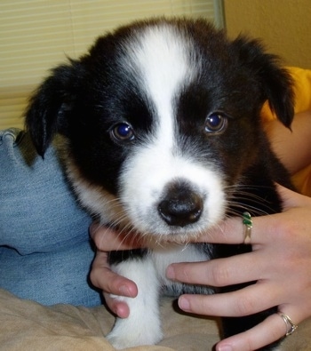 Close up - A black and white Border-Aussie puppy is sitting on a bed with a persons hands around his chest