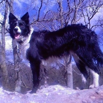 Mildred the Border Collie standing on a rock structure and looking towards the camera holder with its mouth open and tongue out