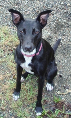 Topdown view of a black with white Border Stack that is sitting on a gravel path and it is looking up.