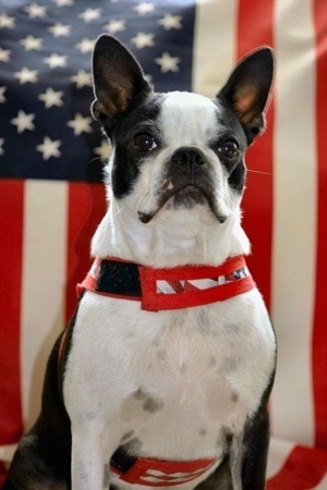 Buddy the Boston Terrier sitting wearing a red white and blue harness in front of an American Flag
