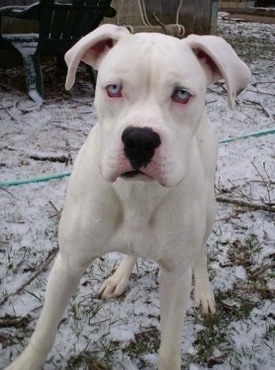 A Deaf white Pit Bull Terrier with blue eyes standing on snow looking forward.