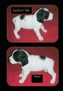 Two pictures of a Brittany Bourbonnais puppy, Superkub#1 Male 4 Weeks old.
