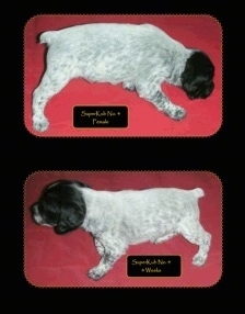 Two pictures of a Brittany Bourbonnais puppy, Superkub Female.