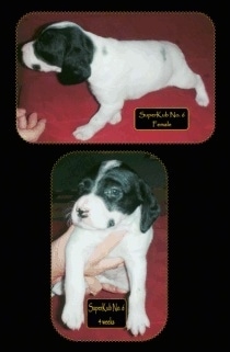 Two pictures of a Brittany Bourbonnais puppy Superkub No.6 Female and Superkub No.6