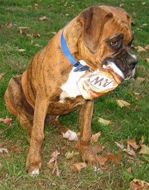 Bruno the Boxer chewing a A&W root beer can