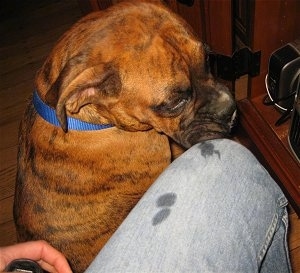 Bruno the Boxer drooling all over his owner's leg