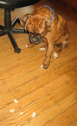 Bruno the Boxer looking down at the styrofoam peanuts all over the floor