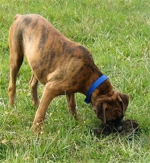 Bruno the Boxer eating from a pile of horse poop