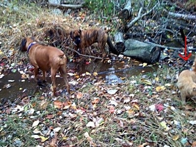 Allie and Bruno the Boxer walk in the stream and Sandy the cat walking around them