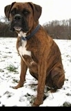 Bruno the Boxer as a Puppy sitting outside in snow