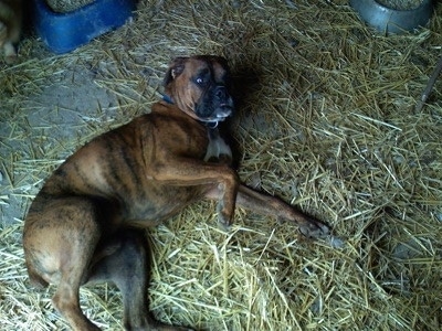 Bruno the Boxer laying on his side in the chicken coop 