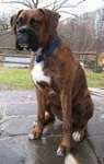Bruno the Boxer is sitting on a stone top outside