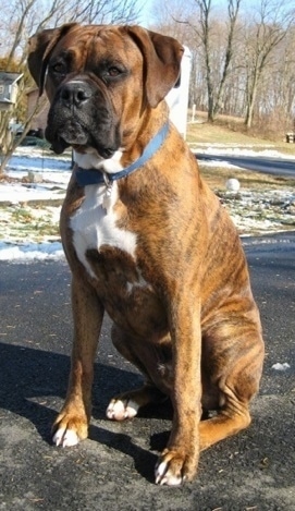 Bruno the Boxer sitting on a blacktop with snow in the background