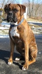Bruno the Boxer is sitting on a blacktop surface with snow on grass in the background