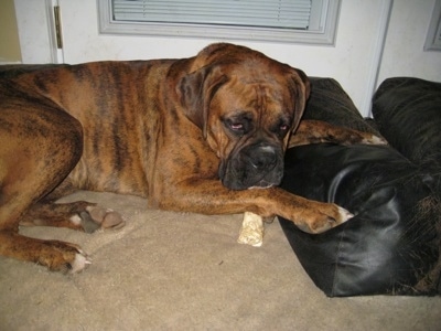 Bruno the Boxer laying in a dog bed with a dog bone under his paw
