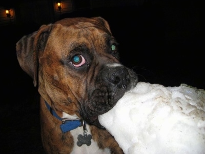 Bruno the Boxer has a chunk of snow in his mouth