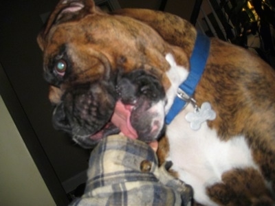 Bruno the Boxer licking an arm