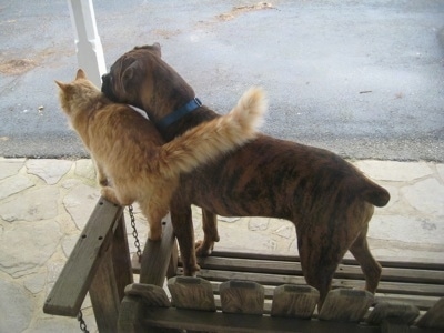 Bruno the Boxer standing on top of the porch swing with a cat on it