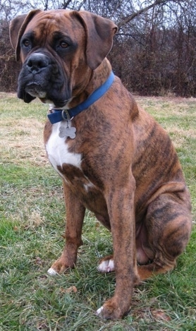 Bruno the Boxer sitting outside