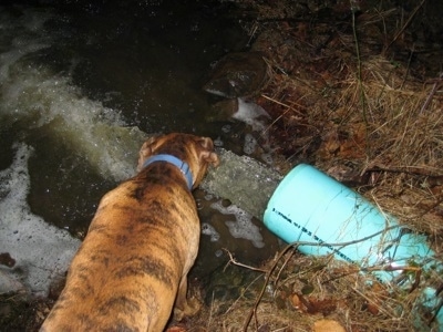 Bruno the Boxer drinking water out of the stream the large pipe runs off into