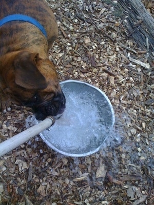 Bruno the Boxer drinking water out of a hose being poured into a water bowl