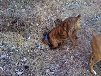 Bruno the Boxer digging into a foxhole as Allie stands near him