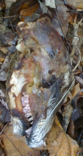 Side of the dead raccoon head rotting away