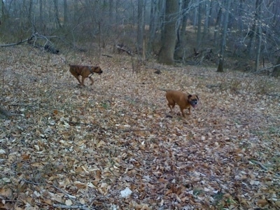 Allie and Bruno the Boxers running around outside in the woods