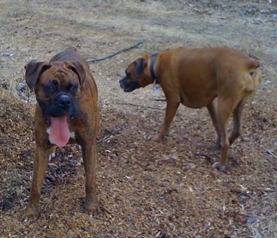 Bruno the Boxer standing outside with his mouth open and tongue all the way out. Allie the Boxer is getting ready to sniff him