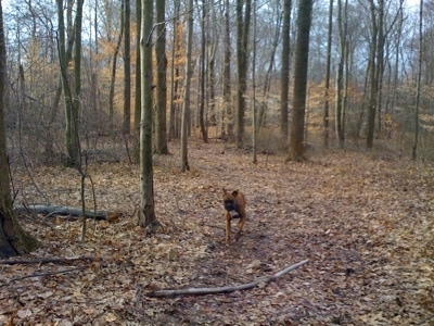Bruno the Boxer running in the woods