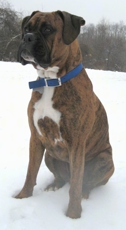Bruno the Boxer puppy sitting outside in snow