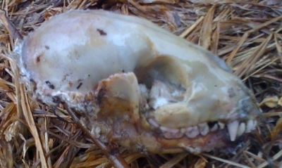 Close Up - Skull of a skunk