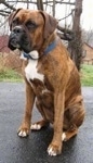 Bruno the Boxer is sitting on a blacktop surface and looking to the left