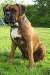 Bruno the Boxer 11 Months