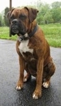 Bruno the Boxer is sitting outside on a blacktop and looking to the left