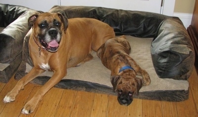 Allie and Bruno the Boxer as a puppy laying in a dog bed together