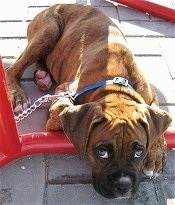 A brown Brindle Boxer is laying down on top of a brick surface and on a red bar.
