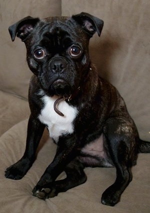 Gromit the Buggs sitting on a tan couch and looking at the camera holder