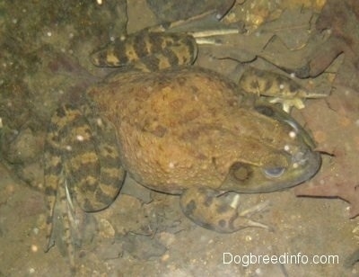 Close Up - Top down view of a Bullfrog waiting in mud on top of a rock.